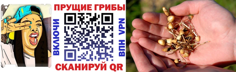 Купить  Теберда  Псилоцибиновые грибы Psilocybine cubensis 